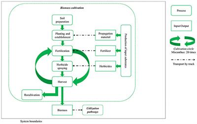 Novel Miscanthus Germplasm-Based Value Chains: A Life Cycle Assessment